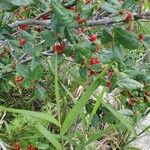 Shepherdia canadensis Ffrwyth