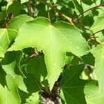 Liquidambar formosana Leaf