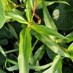 Persicaria glabra Hoja