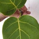 Ficus abutilifolia Листок