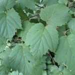 Viburnum acerifolium Blatt