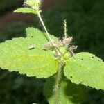 Croton hirtus Blad