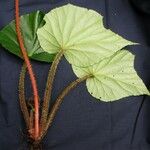 Begonia urophylla Egyéb