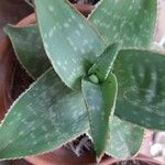 Aloe maculataഇല