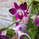 Dendrobium victoriae-reginae പുഷ്പം