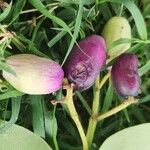 Syzygium guineense Fruto