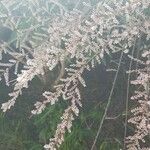 Tamarix parviflora Blomma