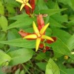 Spigelia marilandica Цветок