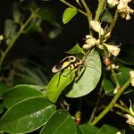 Leptolobium panamense Flower