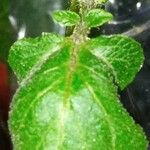 Solanum tuberosum Leaf