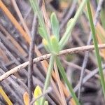 Dianthus pungens Blatt