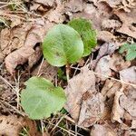 Pyrola elliptica পাতা