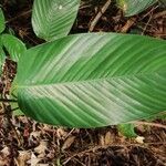 Sarcophrynium brachystachyum Leaf