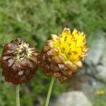 Trifolium badium Çiçek