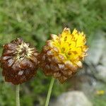 Trifolium badium Цветок