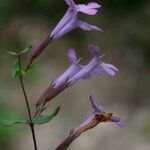 Micromeria marginata Flor