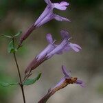 Micromeria marginata Bloem