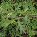 Lepidium didymum Leaf