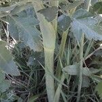 Heracleum sphondylium Casca