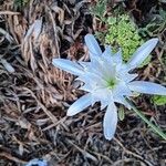 Pancratium maritimumപുഷ്പം