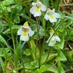 Pinguicula alpina Flor