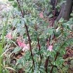 Begonia fuchsioides Květ