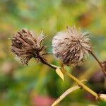 Euthamia graminifolia Fruit