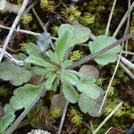 Viola kitaibeliana Leaf