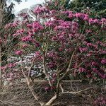 Rhododendron anthosphaerum Агульны выгляд