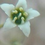 Thesium pyrenaicum Kvet