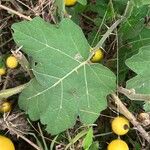 Solanum viarum Leaf