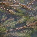 Myriophyllum spicatum Листок