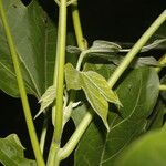 Gyrocarpus jatrophifolius Leht