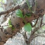 Ficus hispida Folha