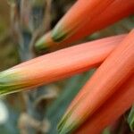 Aloe suprafoliata Flower