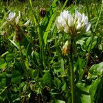 Trifolium repens Цвят