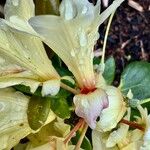 Rhododendron aureum Кветка
