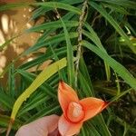 Freycinetia cumingiana Blüte