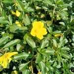 Ludwigia grandiflora Fula