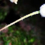 Tridax procumbens Coajă