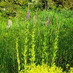 Lythrum salicaria Habitat
