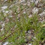 Epipactis palustris Hábito