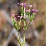 Centaurium tenuiflorum 花