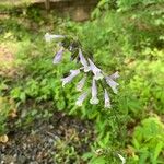 Salvia lyrata Blüte