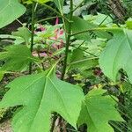 Tithonia diversifolia ഇല