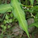 Persicaria hydropiper পাতা