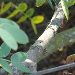 Senna didymobotrya Rinde