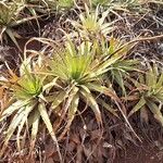 Deuterocohnia longipetala Hoja