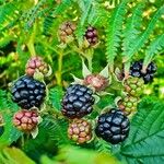 Rubus canadensis Fruit