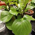 Peperomia obtusifoliaBlad